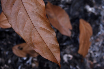Burning dry leaves. Charcoal leaf background
