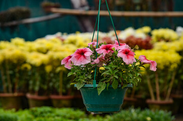 colorful flowers in a pot