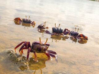 Fototapeta na wymiar Violinist crabs on the mud of the mangrove in Senegal