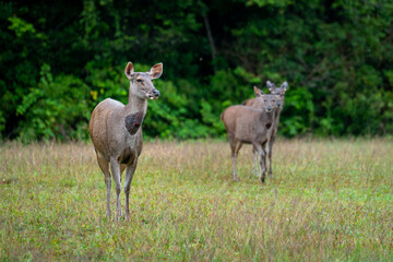 Naklejka na ściany i meble A mature deer or antelope is freedom living in grassland environment, selective focus on the animal head. Animal and wildlife in real forest photo.