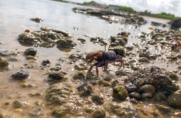 crab on the beach