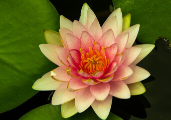 Top view of beautiful pink lotus flower
