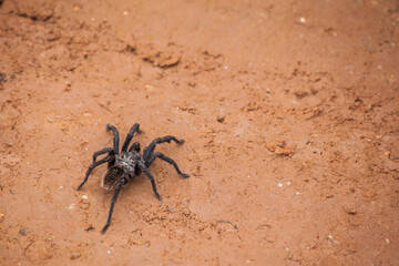Spider walking at dirt road