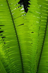 It is Green leaf texture for pattern