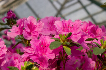 Azalea flower 