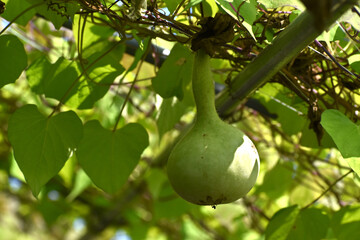 面白い形のヒョウタンの果実（日本の大船フラワーセンター）