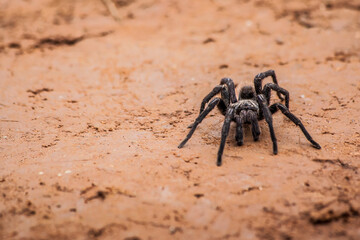 Spider walking at dirt road