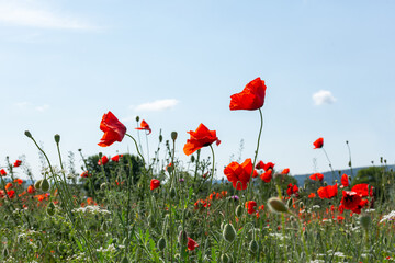 Red poppies against a blue sky view from below. Meadow flowers in soft focus. Passionate bright floral background. Beautiful wild flowers. Landscape with a poppy field. On a Sunny summer day.