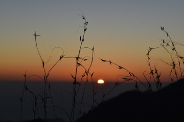 Fototapeta premium Beautiful picture of sunset and wild grass