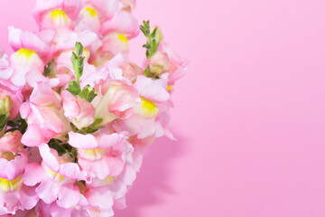 Fototapeta na wymiar Bright summer flowers on a pink background. Place of text.