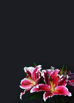 Condolence card with lily flowers isolated on black background