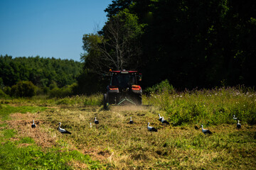 Storks walking behind the tractor, eating frogs after mowing the grass and fields in the hay-mowing fields in the countryside