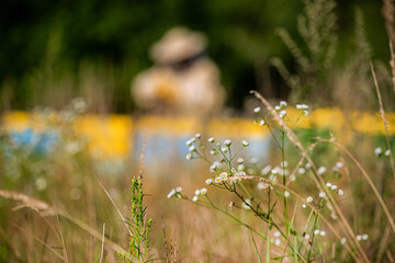 Flowers, against a blurred background a beekeeper by the hives on a sunny day