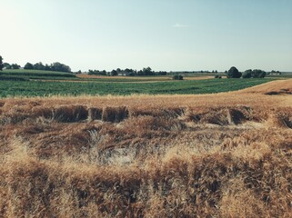 Fototapeta na wymiar View of the ripe grain field before harvest