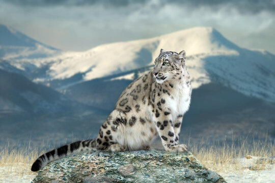 Close up snow leopard portrait in mountain landscape