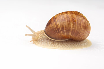 Helix pomatia. grape snail on a white background. mollusc and invertebrate. delicacy meat and gourmet food.