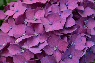 Hortensias violetas purpuras