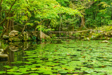 Japanese Garden of the Tenju-an Temple, Kyoto