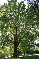 Fraîcheur du parc Montsouris à Paris en été, France