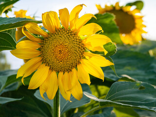 Sunflower. Blossoming yellow sunflowers on the field during sunset. Organic farming.