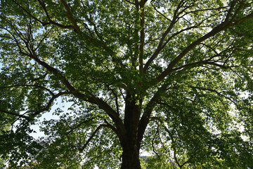 Obraz premium Grand platane du parc Montsouris à Paris, France