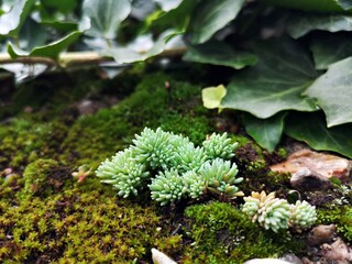 Spanish stonecrop on the   - Sedum hispanicum   is a low-growing, perennial, succulent plant