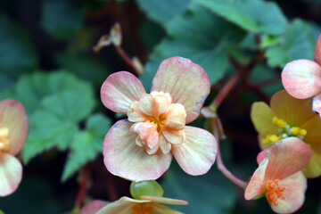 Fototapeta premium Beautiful orange flower in garden