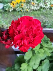 Red geraniums flower - macro view of a beautiful red geraniums flower.  Pelargonium is a genus of flowering plants which includes about 200 species of perennials, succulents, and shrubs, commonly know