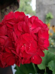 Red geraniums flower - macro view of a beautiful red geraniums flower.  Pelargonium is a genus of flowering plants which includes about 200 species of perennials, succulents, and shrubs, commonly know