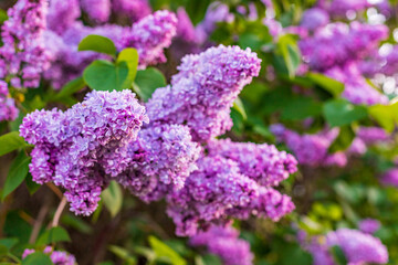 Blossoming lilac bush, in spring garden, selected focus