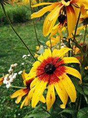 Yellow summer flowers - Rudbeckia fulgida, Goldsturm in the garden.