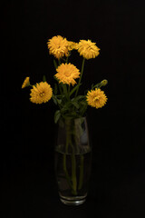 Flower in a vase on a black background