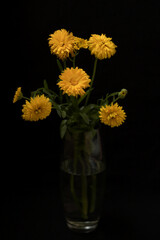 Flower in a vase on a black background