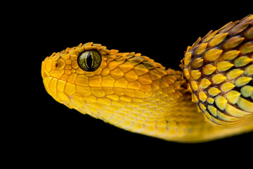 close up of a variable bush viper snake on a black background