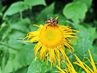 Bee on yellow flower    in the forest