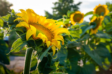 Sunflower. Sunflower on the field at sunset. Plantation of a blooming sunflower. Organic farming.