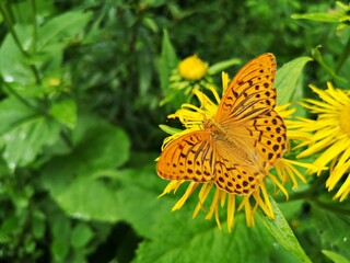 Brown butterfly (  The silver-washed fritillary Argynnis paphia ) on yellow oxeye flowers in the forest (Telekia speciosa  Schreb. Baumg. )