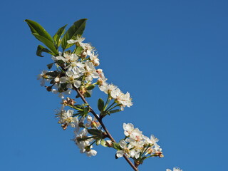 Blooming white cherry branches on a spring day with leaves.