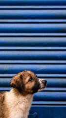 cute puppy near the shop