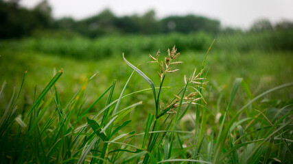Natural Grass on the agriculture field.