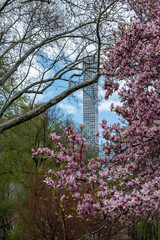 Blooming trees in Central Park on a sunny day of Spring with a skyscraper in the background