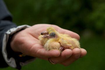 Newly hatched little pigeon bird chick in human hands.