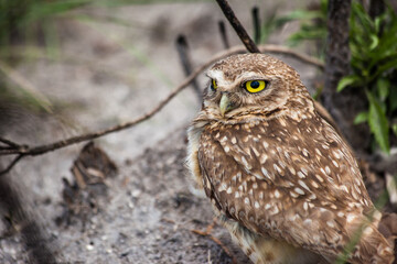Owl from Serra da Canastra National Park - Minas Gerais - Brazil