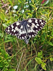 Melanargia galathea, the marbled white butterfly in the grass