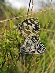 Melanargia galathea, the marbled white butterflies mating in the grass