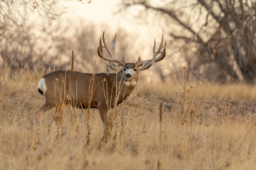Mule Deer Buck in Colorado During the Fall Rut