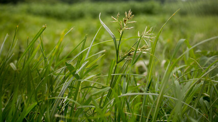 Natural Grass on the agriculture field.