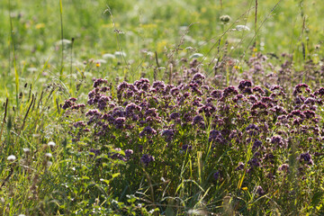 flowering wild oregano in a meadow