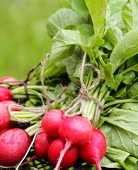 Agricultural vegetable background.Natural vegetable garden radish on green nature background.