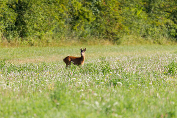 Young roe deer in a meadow